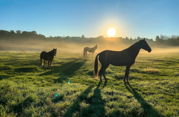 Paardenvoer aanschaffen? Dat doe je bij Paardenvoer.nl