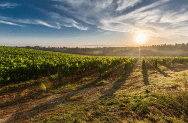 Stap in de fascinerende wereld van de Malbec